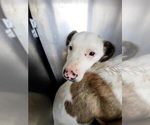 American Staffordshire Terrier-Unknown Mix Dogs for adoption in San Antonio, TX, USA