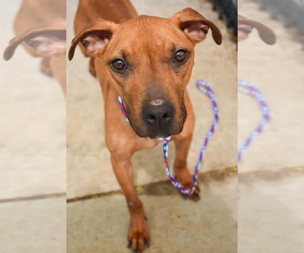 Medium Photo #3 Mutt Puppy For Sale in Tulsa, OK, USA