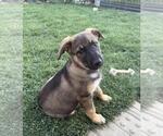 Small German Shepherd Dog Mix