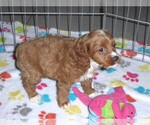 Small Photo #6 Cocker Spaniel-Poodle (Miniature) Mix Puppy For Sale in ORO VALLEY, AZ, USA