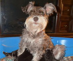 Small Photo #1 Schnauzer (Miniature) Puppy For Sale in KNOX CITY, MO, USA
