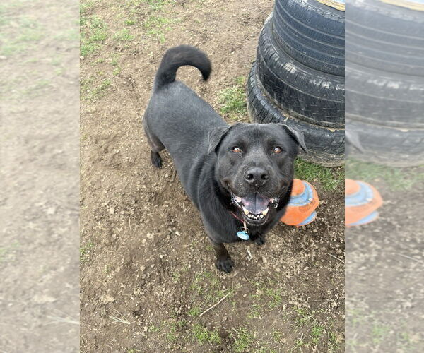 Medium Photo #17 Labrador Retriever-Unknown Mix Puppy For Sale in Brewster, NY, USA