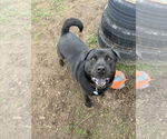 Small #16 Labrador Retriever Mix