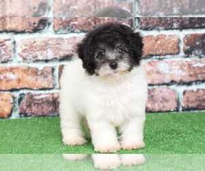 Poodle (Miniature) Puppy for sale in BEL AIR, MD, USA