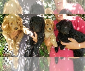 Labradoodle Puppy for sale in ISLAND POND, VT, USA