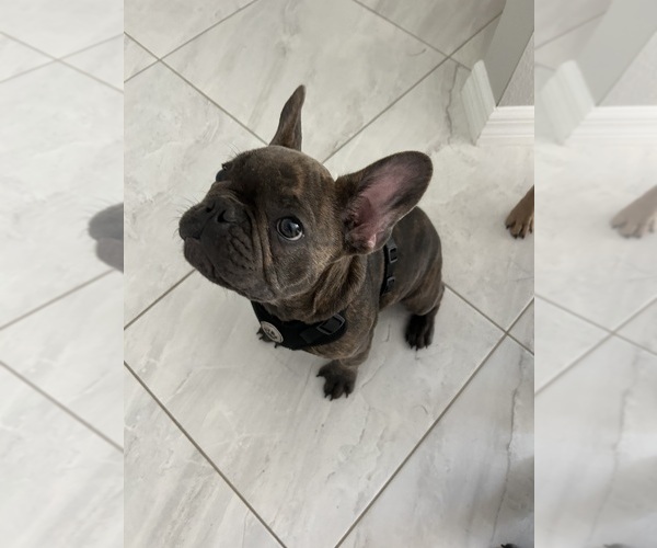 Medium Photo #1 French Bulldog Puppy For Sale in BUSHNELL, FL, USA