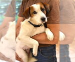 Small #3 Mutt