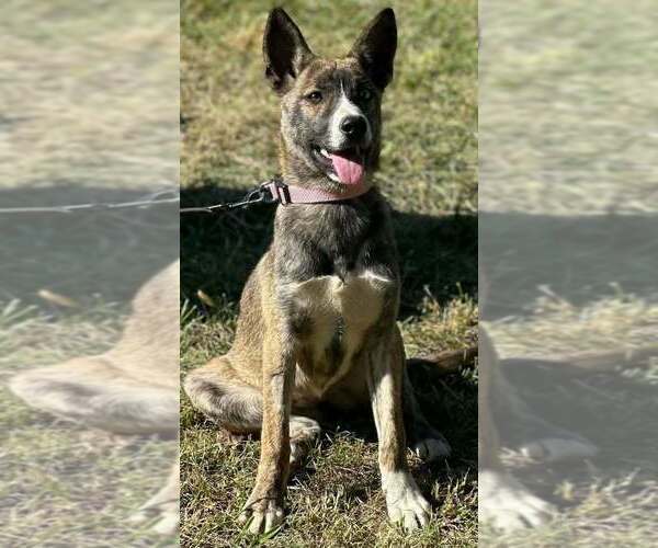 Medium Photo #2 German Shepherd Dog-Unknown Mix Puppy For Sale in Aurora, IN, USA