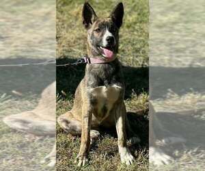Owens : Autumn - Female German Shepherd Dog-Unknown Mix Dog for Adoption - Photo #2