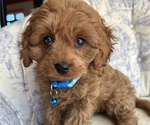 Puppy 2 Cockalier-Poodle (Miniature) Mix
