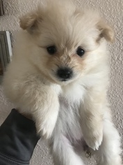 Pomeranian Puppy for sale in RITZVILLE, WA, USA