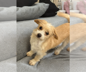 Maltese-Unknown Mix Dogs for adoption in Phoenix, AZ, USA