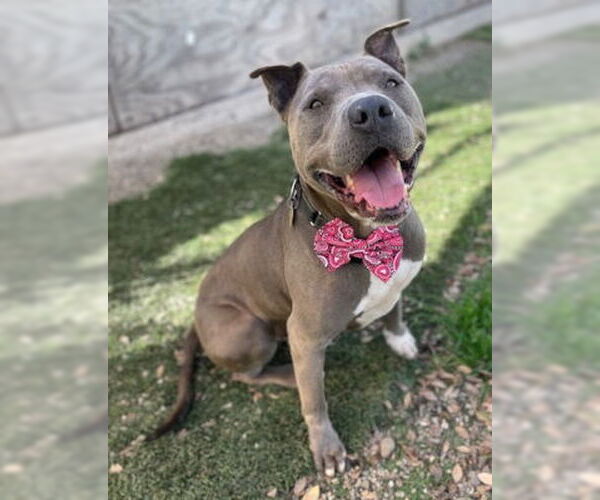 Medium Photo #2 Mutt Puppy For Sale in Ventura, CA, USA