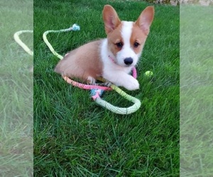 Pembroke Welsh Corgi Puppy for sale in HILLSBOROUGH, CA, USA