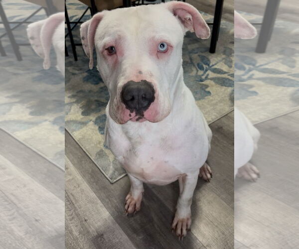 Medium Photo #6 American Bulldog-Unknown Mix Puppy For Sale in Sistersville, WV, USA