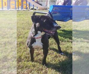 Bassetdor Dogs for adoption in Pasadena, TX, USA