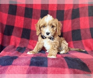 Cavapoo Puppy for sale in LAKELAND, FL, USA