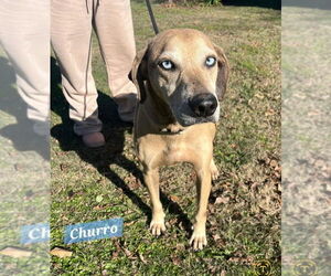 Mutt Dogs for adoption in Oakhurst, NJ, USA