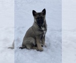 Puppy 0 Norwegian Elkhound