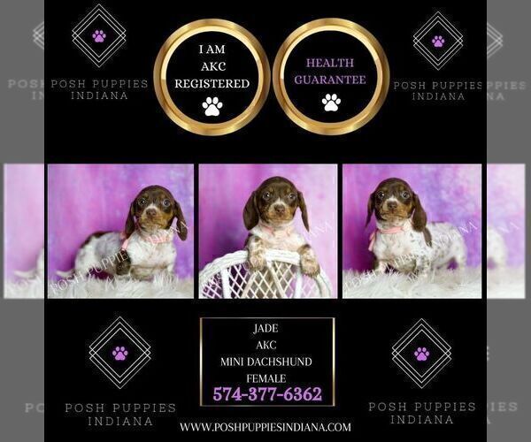 Medium Photo #7 Dachshund Puppy For Sale in WARSAW, IN, USA