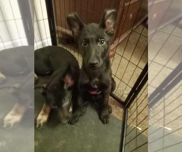 Medium Photo #1 German Shepherd Dog Puppy For Sale in MIDDLETOWN, CT, USA