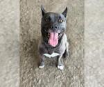 Small #1 Akita Mix
