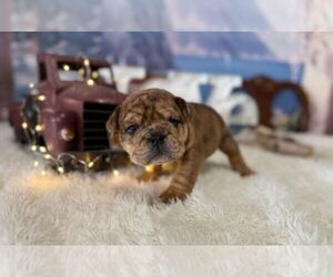 English Bulldog Puppy for sale in OOLOGAH, OK, USA