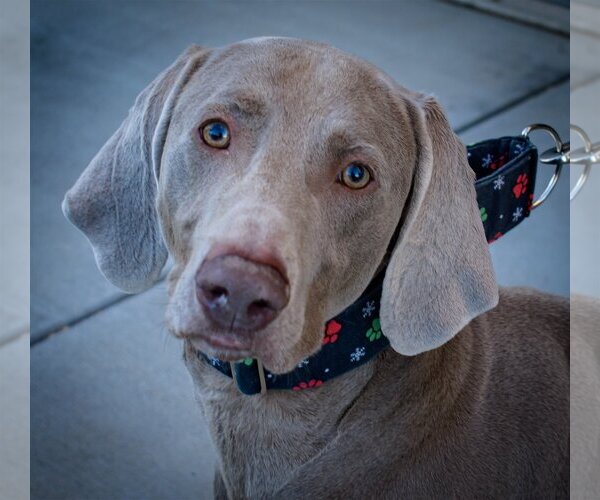 Medium Photo #1 Weimaraner Puppy For Sale in Fountain , CO, USA