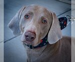 Small Weimaraner