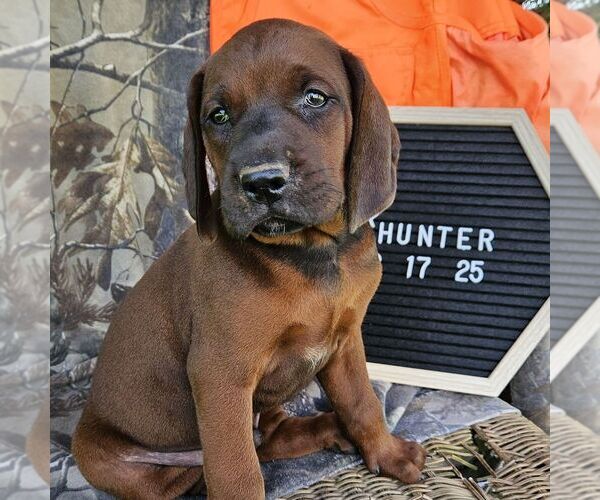 Medium Photo #4 Redbone Coonhound Puppy For Sale in DENVER, PA, USA