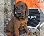 Small #3 Redbone Coonhound