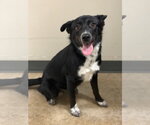 Small Photo #2 Border Collie-Unknown Mix Puppy For Sale in Canton, CT, USA