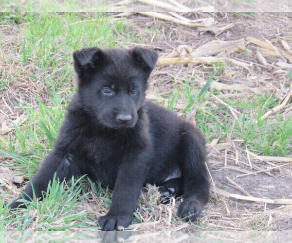 Medium Photo #1 German Shepherd Dog Puppy For Sale in COLUMBUS, NE, USA