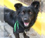 Small #2 Chow Chow-Schipperke Mix