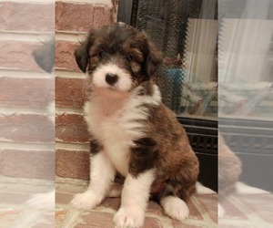 Cadoodle Puppy for sale in PERU, IN, USA
