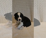 Puppy Green Border Collie