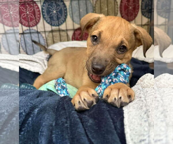 Medium Photo #4 Boxer-Unknown Mix Puppy For Sale in pomfret, CT, USA