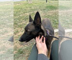 Small #2 German Shepherd Dog Mix
