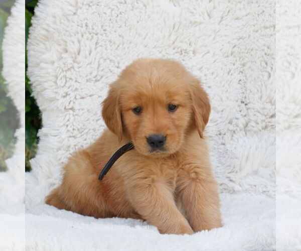 Medium Photo #3 Golden Retriever Puppy For Sale in NEW HOLLAND, PA, USA