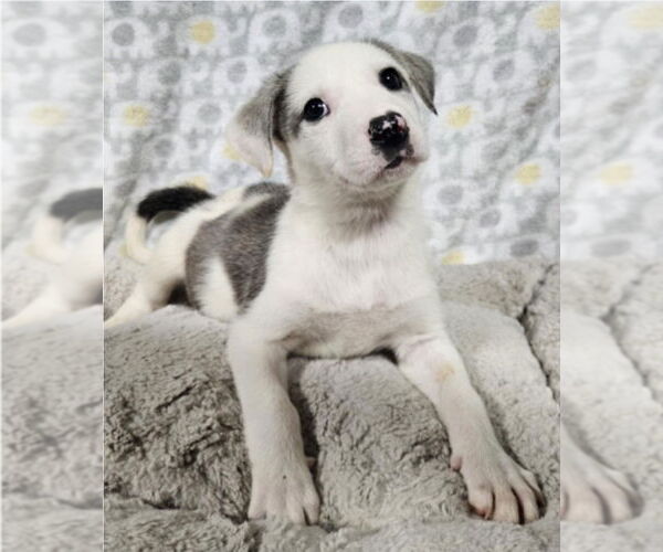 Medium Photo #7 Mutt Puppy For Sale in Lakewood, CO, USA