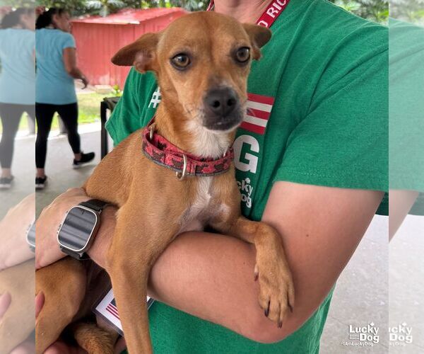 Medium Photo #6 Chihuahua-Unknown Mix Puppy For Sale in Washington, DC, USA