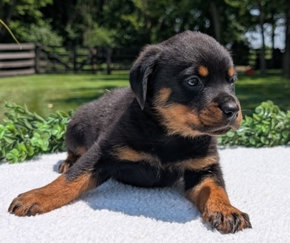 Medium Photo #4 Rottweiler Puppy For Sale in GOSHEN, IN, USA