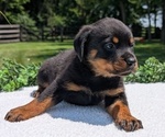 Small #3 Rottweiler