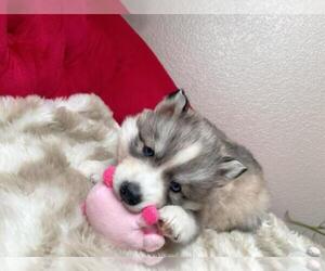 Siberian Husky Puppy for sale in EVANS, CO, USA