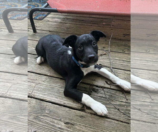 Medium Photo #5 Border Collie-Jack Russell Terrier Mix Puppy For Sale in MECHANICSBURG, PA, USA
