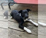 Small #4 Border Collie-Jack Russell Terrier Mix