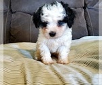 Small #20 Bernedoodle (Miniature)