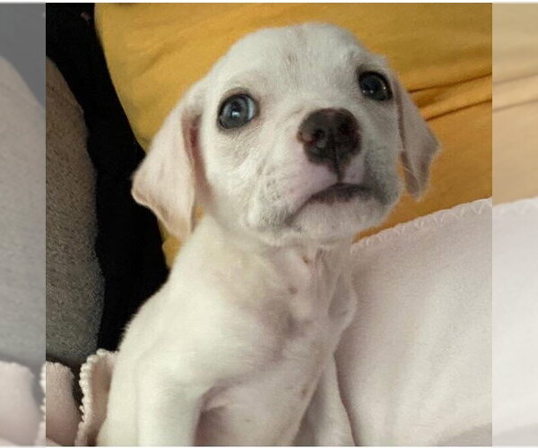Medium Photo #6 Mutt Puppy For Sale in New York, NY, USA