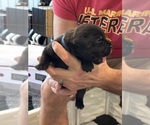 Small Photo #25 Cane Corso Puppy For Sale in REEVESVILLE, SC, USA