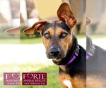 Small Photo #6 Doberman Pinscher-German Pinscher Mix Puppy For Sale in Marina del Rey, CA, USA